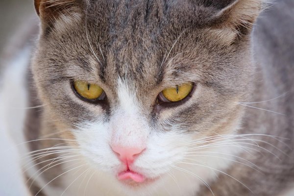 How can you make your own homemade clotted cream for scones?